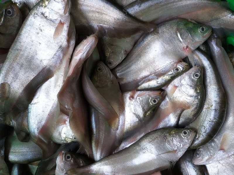 Chả Cá TP Vinh Nghệ An