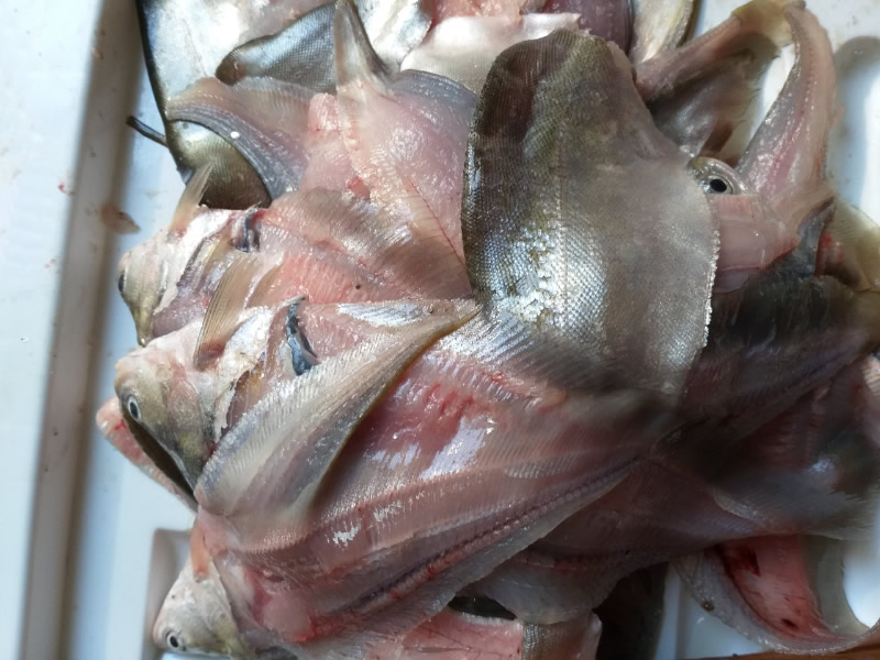 Chả Cá TP Vinh Nghệ An