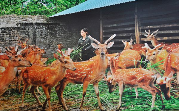 Nhung Hươu giống Hương Sơn Hà Tĩnh