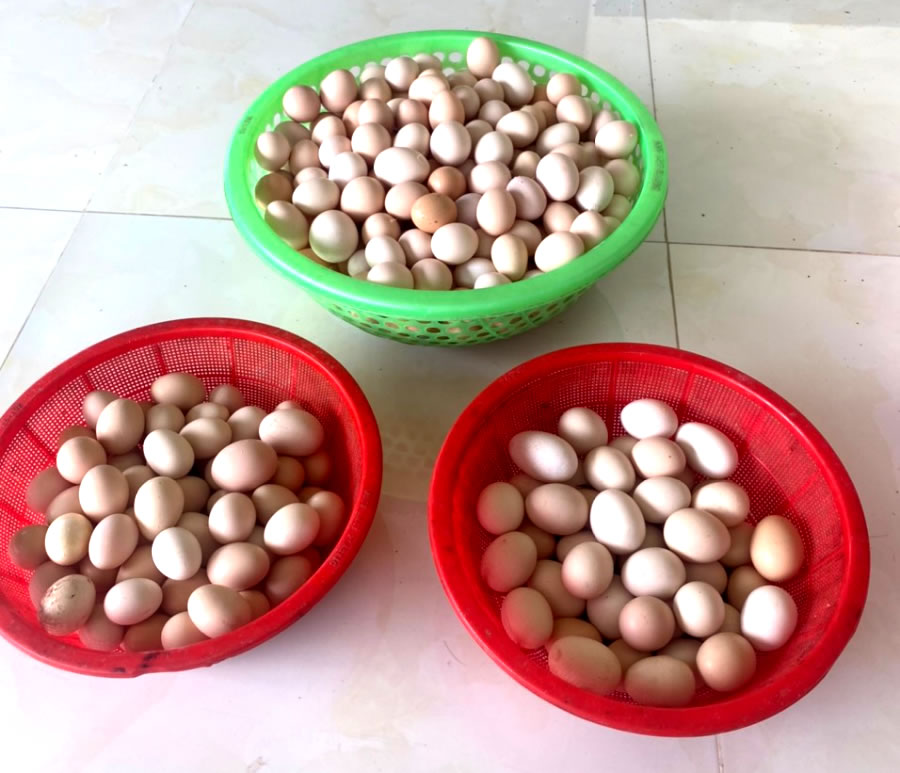 Trứng gà Ác dinh dưỡng