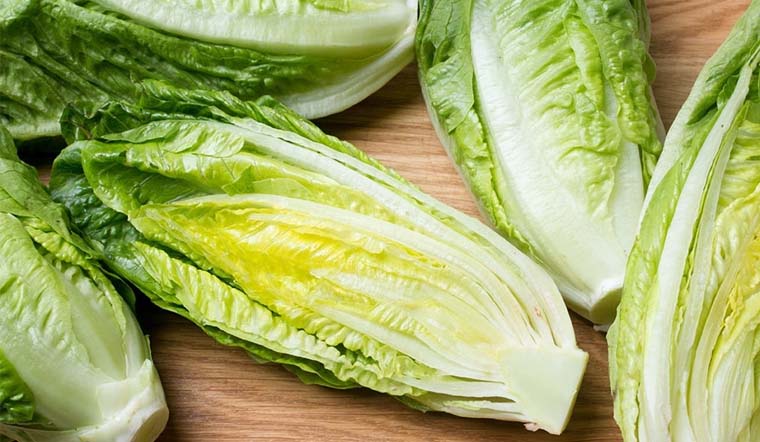 Xà lách Romaine